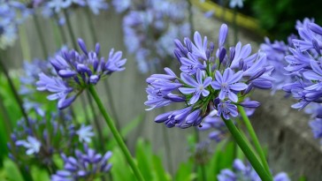 Kék szerelemvirág: szülőhelyén gyom, nálunk dísznövény