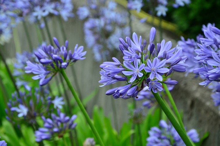 Kék szerelemvirág: szülőhelyén gyom, nálunk dísznövény