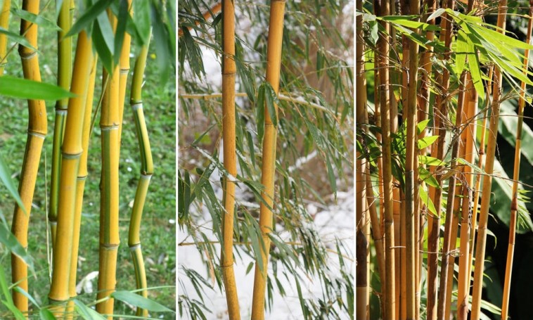 Bambusz a kertben