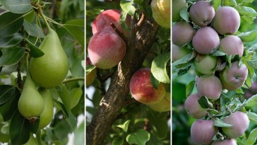 Vegyes kertben hogyan lehet megvédeni a gyümölcsfákat?