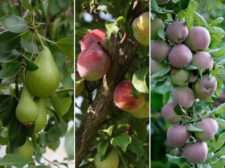 Vegyes kertben hogyan lehet megvédeni a gyümölcsfákat?