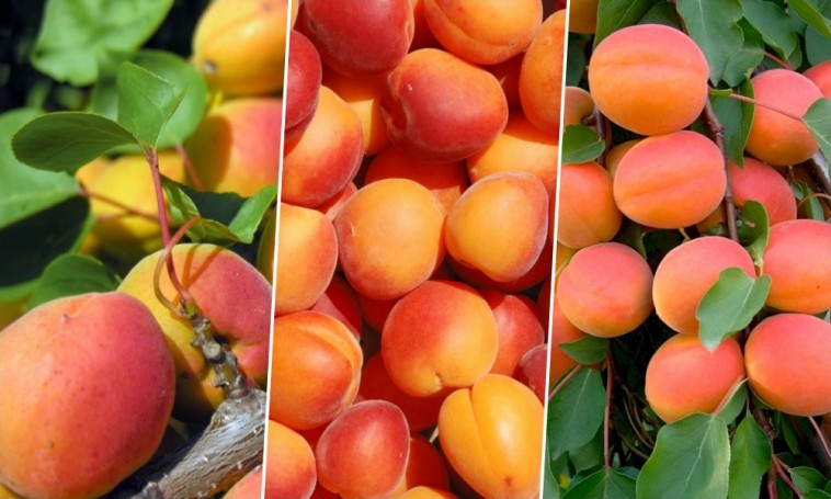 Orangered kajszi: édes, aromás fajta