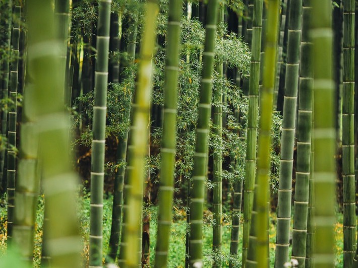 bambusz kertben 03