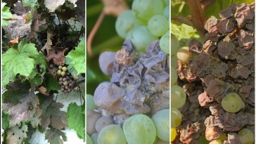 Hogyan védjem meg a szőlőfürtöket a szürkerothadástól?