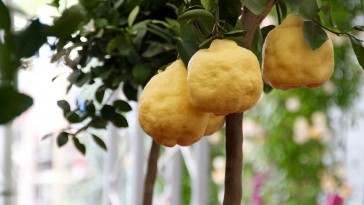 Mikor lehet a citromféléket oltani?