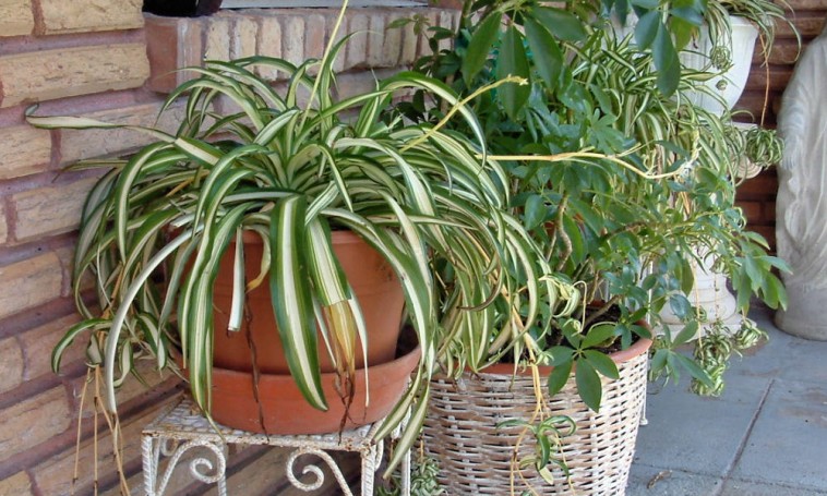Cserepes és balkonládás növények kényelmes tápanyag-utánpótlása