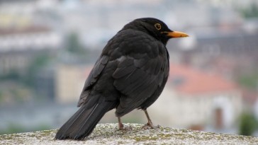 Hogyan tegyünk a madarak kedvére télen?