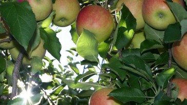 12 aranyszabály a gyümölcsfák metszéséhez