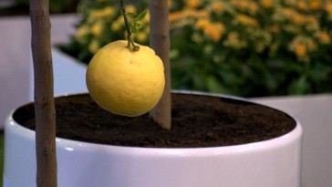 A citrusfák szakszerű gondozása: a kertészkedés magasiskolája!