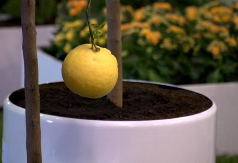 A citrusfák szakszerű gondozása: a kertészkedés magasiskolája!