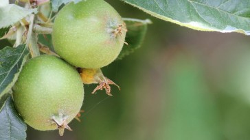 Hány éves koráig lehet a gyümölcsfát átoltani?