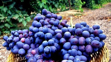 34. hét: Csemegeszőlő - a kertek kötelező 