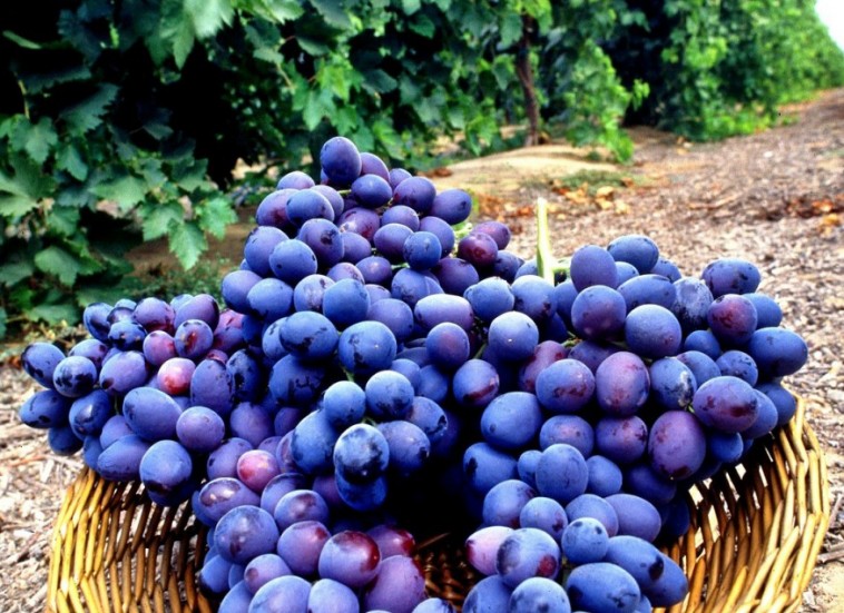 34. hét: Csemegeszőlő - a kertek kötelező 