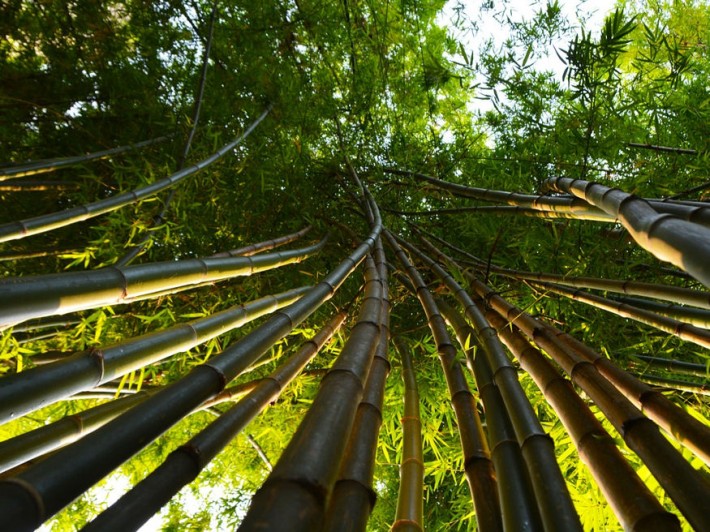 bambusz megel e nalunk 04