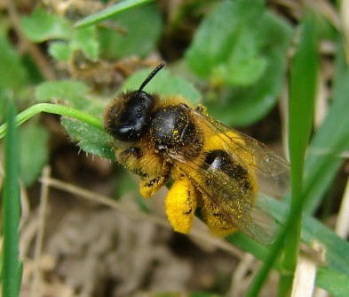 Ártalmasak-e a méhekre a növényvédő szerek? 