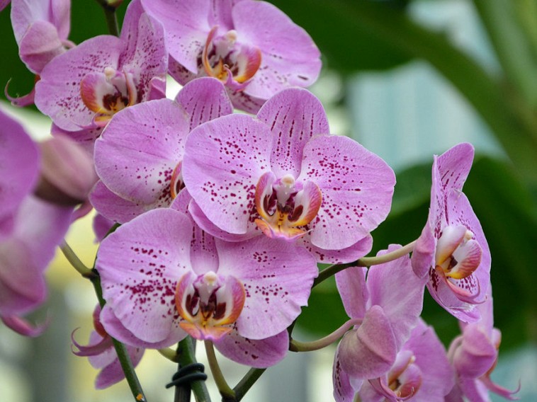 Hogyan kezdhetek hozzá az orchideák termesztéséhez? 