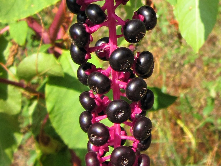 Hogyan lehet az alkörmöst kiirtani?