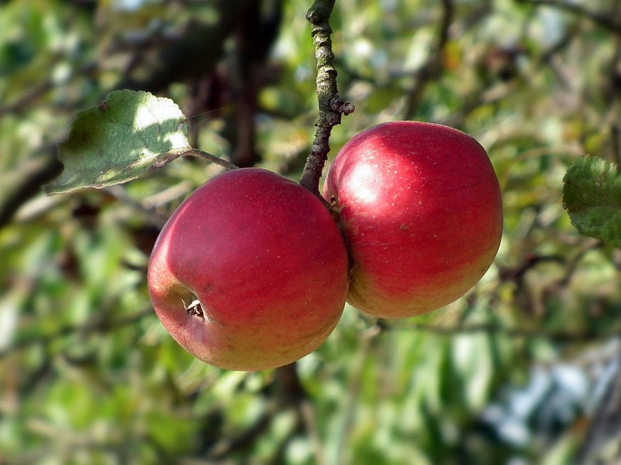 Hogyan szabadítsam meg az almafákat a vértetűtől?