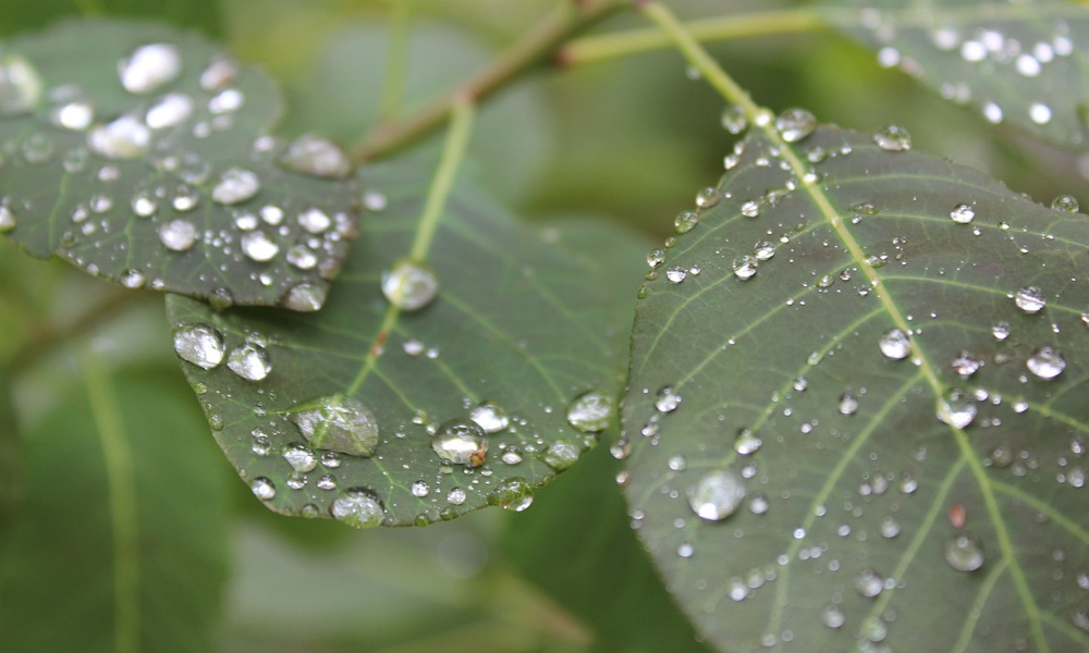 Áprilisban reggeliztessük meg a kerti növényeket