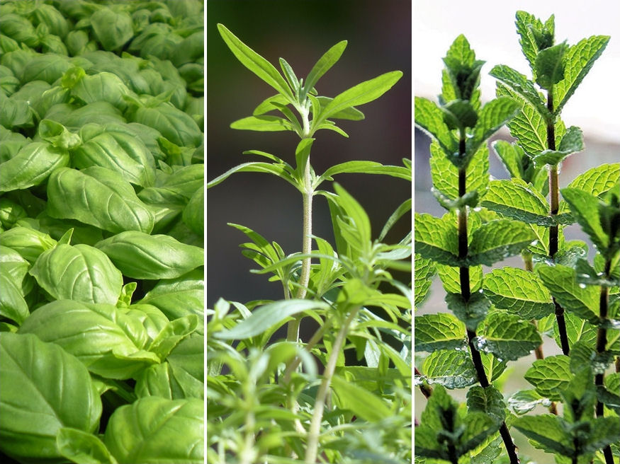 Bazsalikom, borsikafű, borsmenta – hol a helyük a kertben?