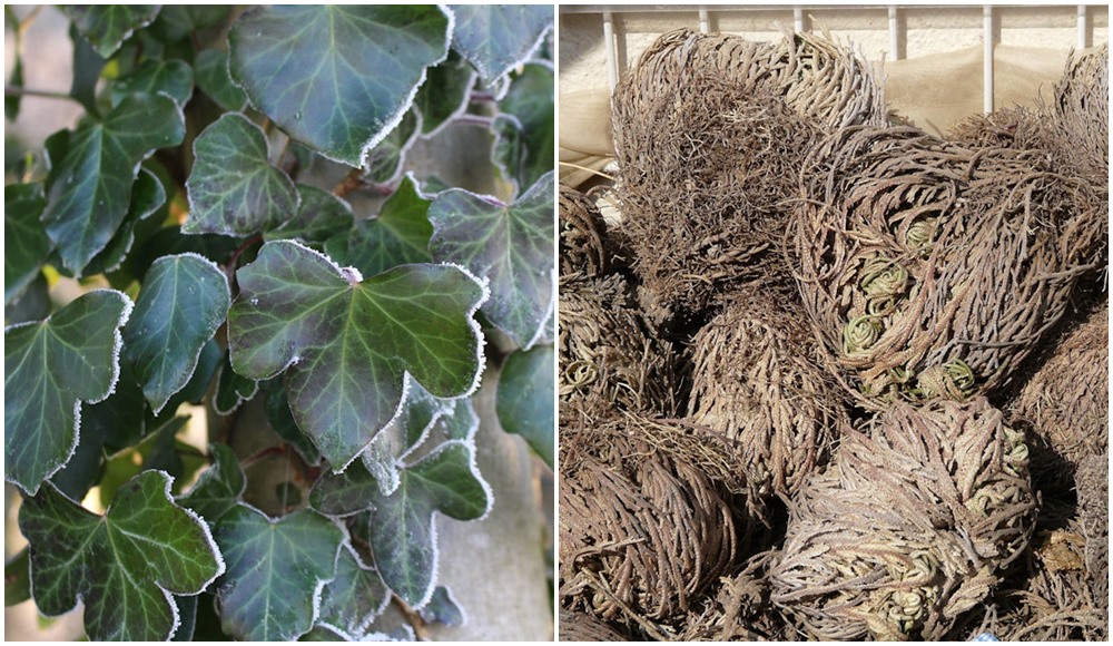 Télen minden zöld folt kincset ér a kertben