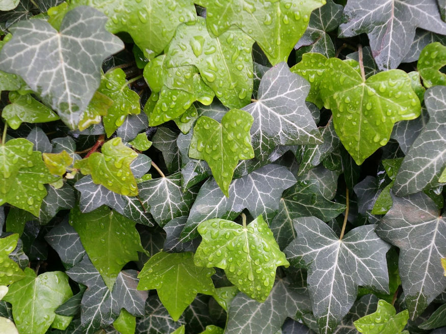 Árt-e az épületnek a felfutó borostyán?