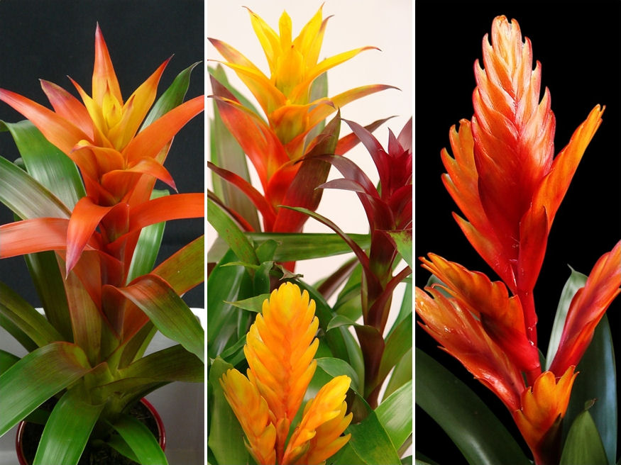 Hogy gondozzam az ajándékba kapott broméliát?