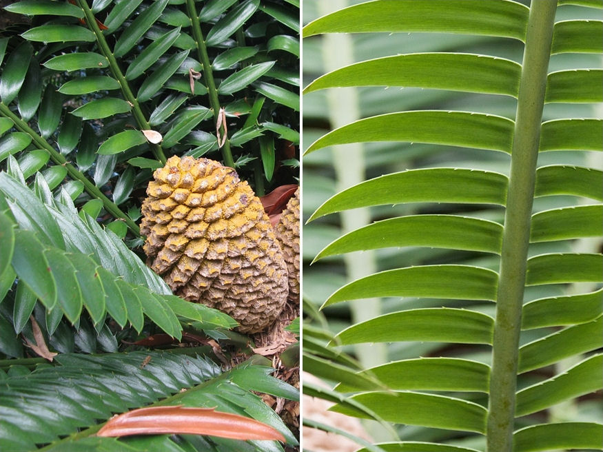 cikasz kulonleges 01