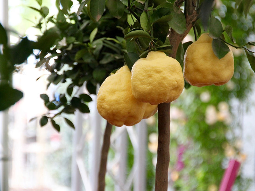 Mikor lehet a citromféléket oltani?