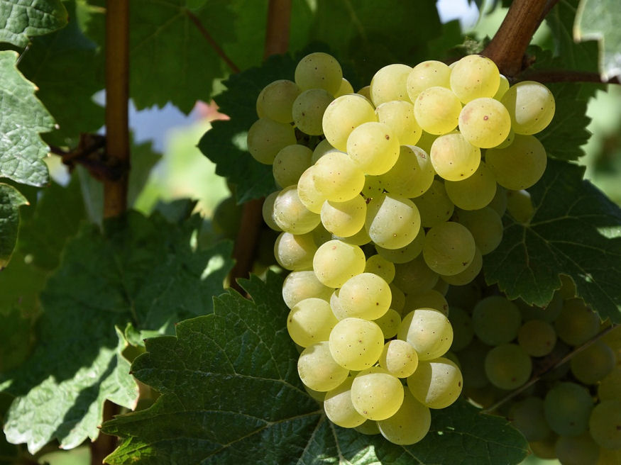 Milyen csemegeszőlő-fajtákat ültessek?