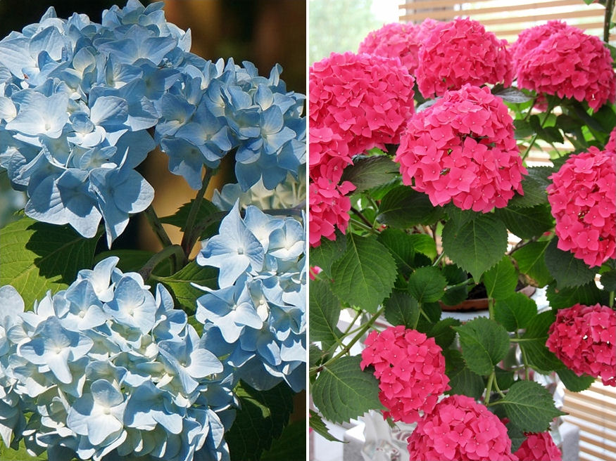 Hogyan ápoljam a cserepes hortenziát?