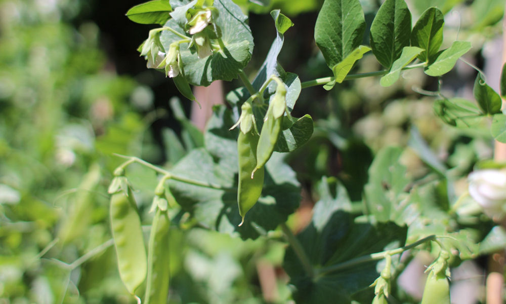 Milyen zöldség a cukorborsó?