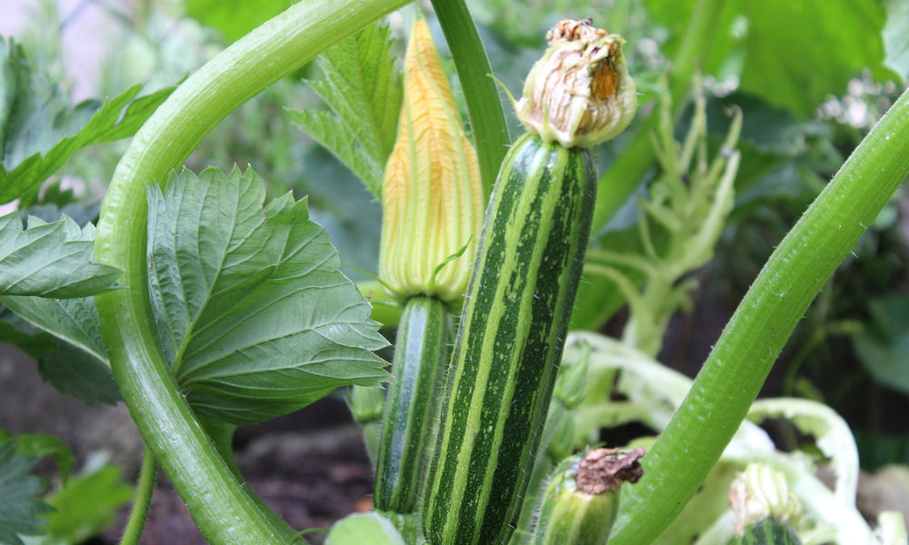 Mit jelent az "egyivarú" kifejezés?