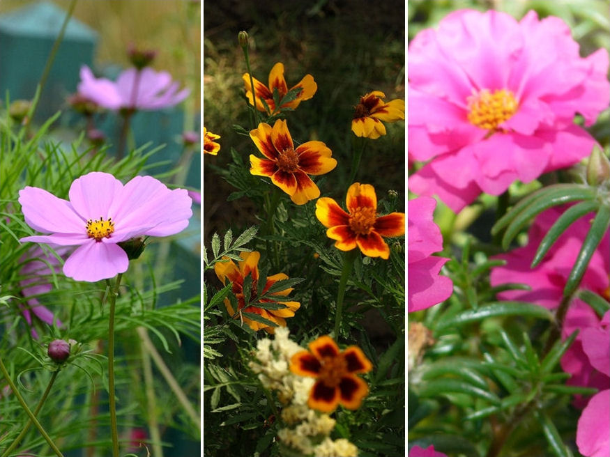 Milyen egynyári virágokat lehet helybevetéssel termeszteni?