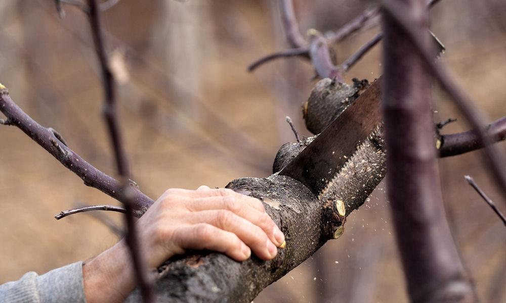 Aki élő fát fűrészel, kezelje is a sebet