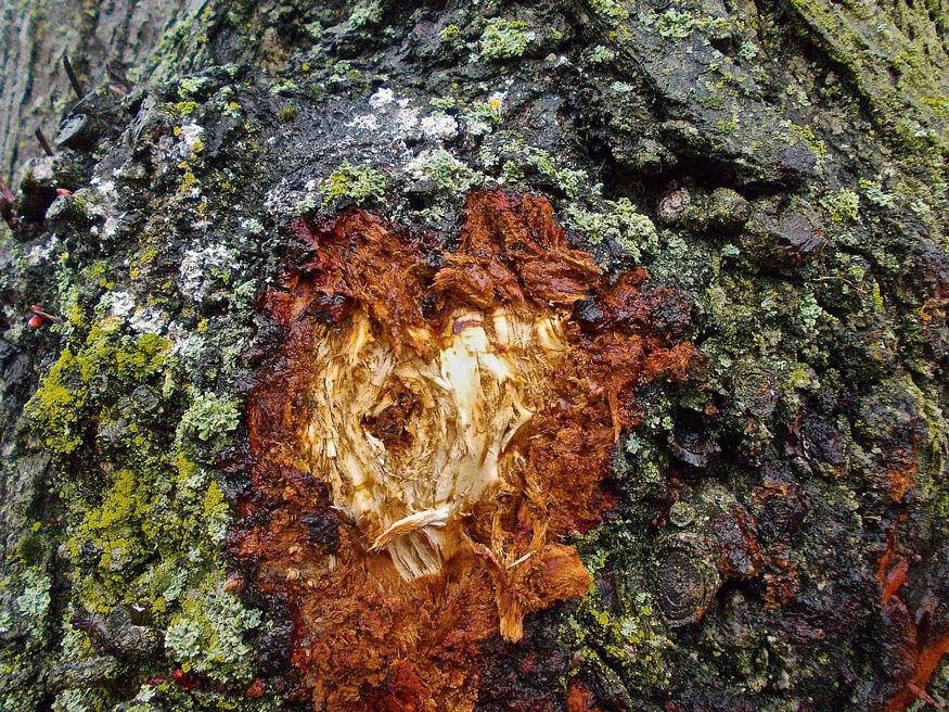 Hogyan gyógyítsuk a fák sebeit, repedéseit, odvait?