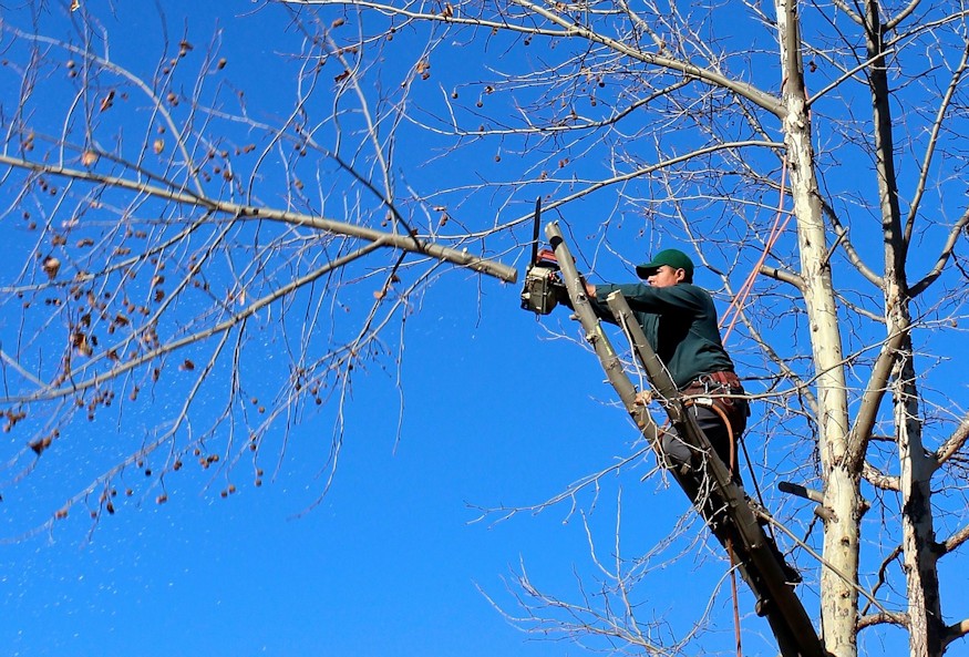 Mikor vágjam ki a felesleges fákat és cserjéket?