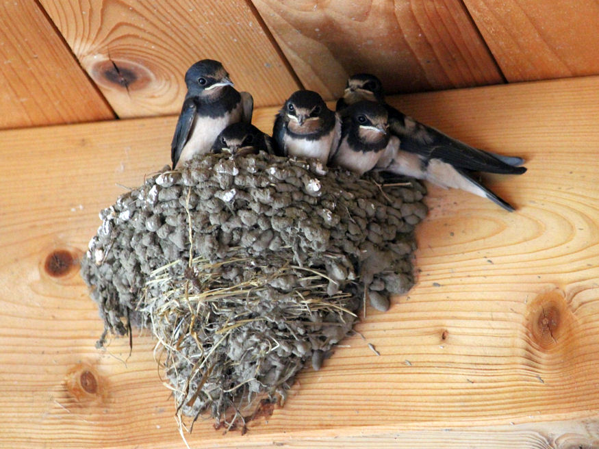 Eresz alatt fészkel a fecske?