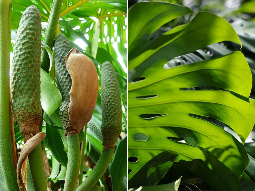 Ehető a filodendron termése?