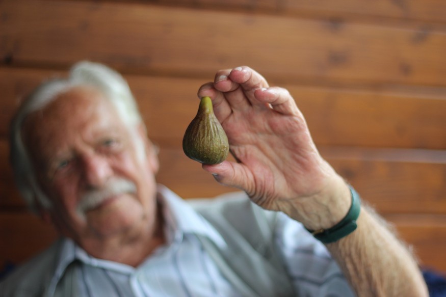 Hogyan ültessen fügebokrot?