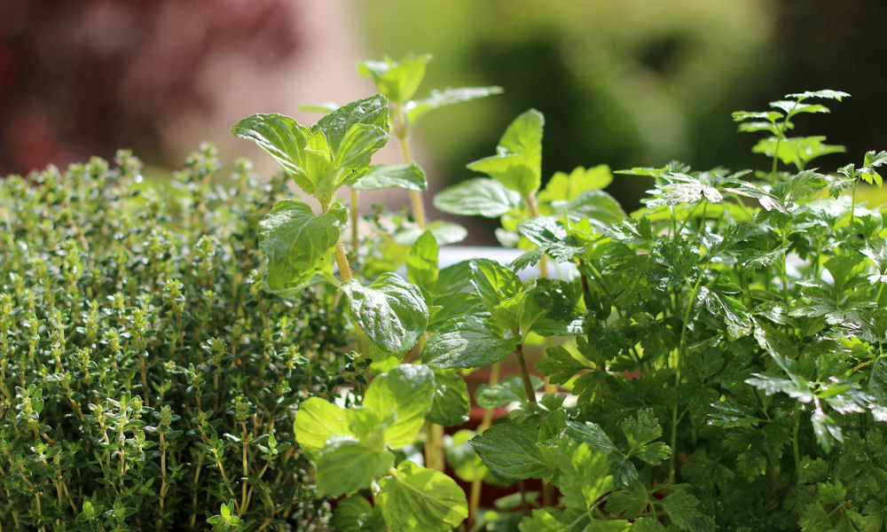 Fűszernövények nevelése: próbáljuk ki a hazait is!