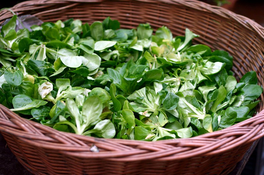 galambbegy salata01