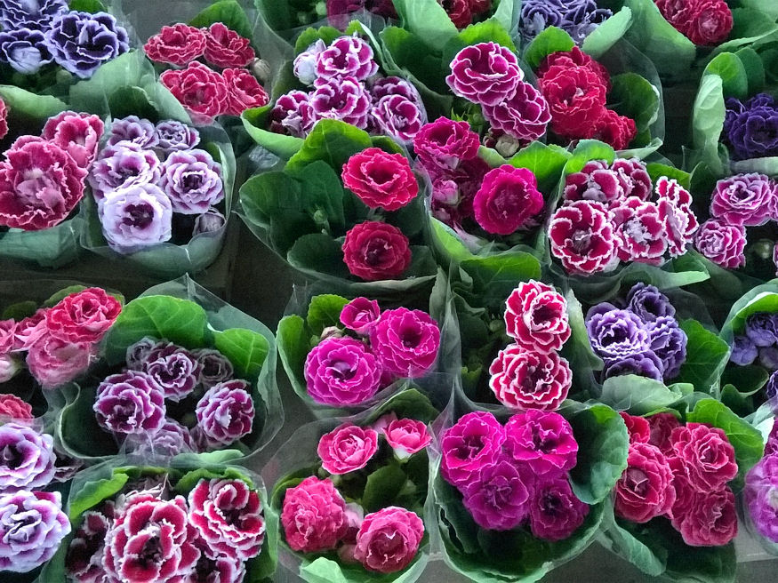 Ismét divatos lesz a gloxínia?