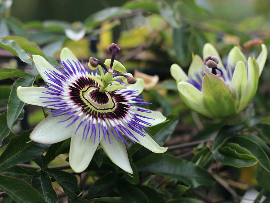 Hová ültessem a golgotavirágot?