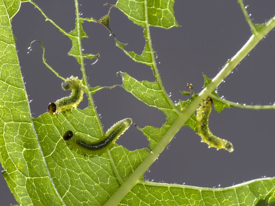 Mire való a hernyófogó öv?