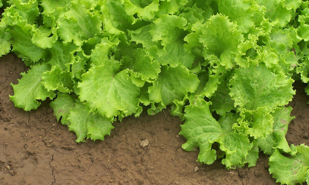 Lehet-e kertészkedni homoktalajon?