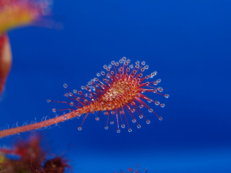 Mit eszik a "húsevő" harmatfű?