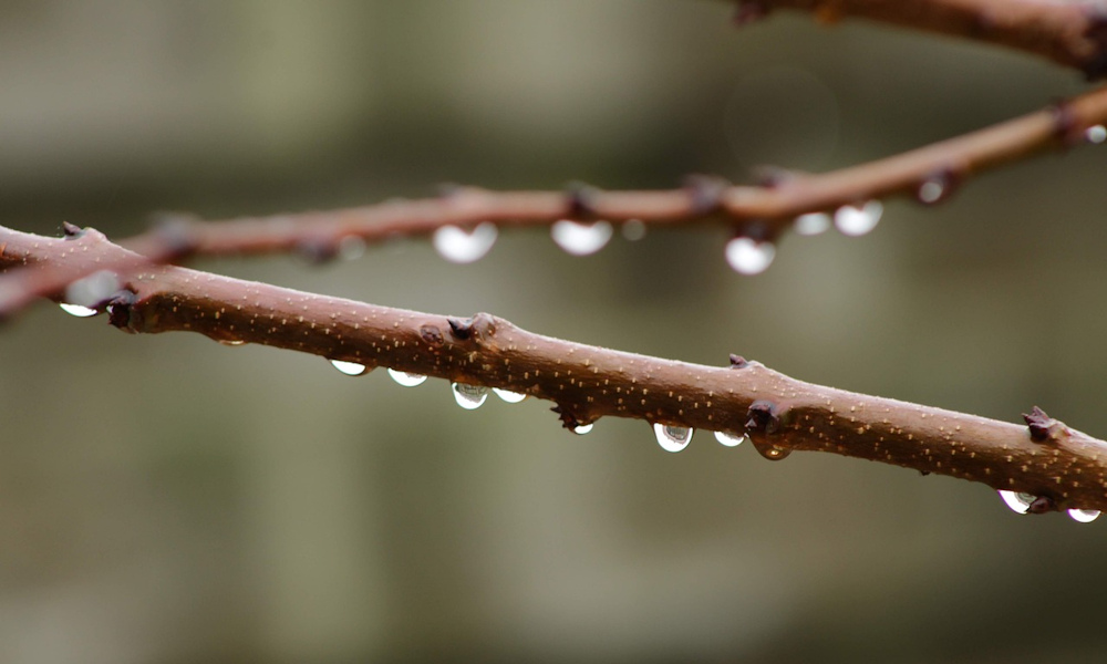 Idejében szólok: szűk egy hónap van a lemosó permetezésre