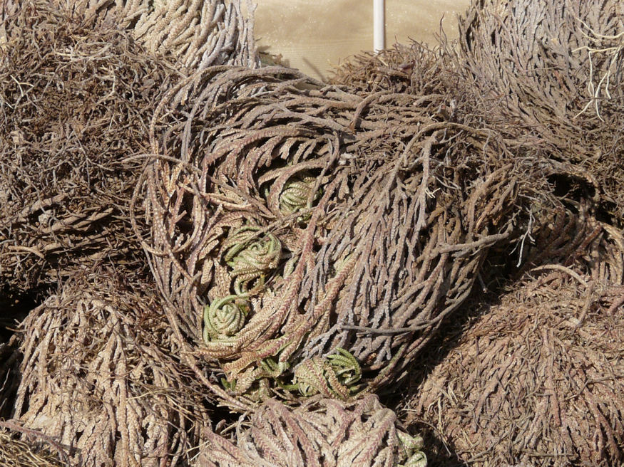 Rózsaféle a jerikói rózsa?