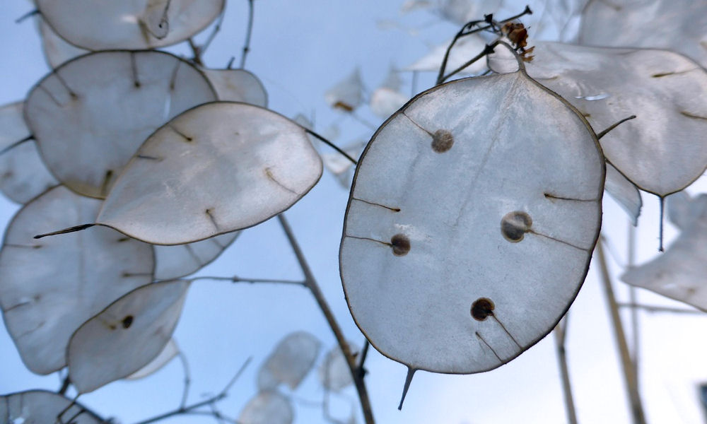 Ismeri Ön a júdáspénzt?